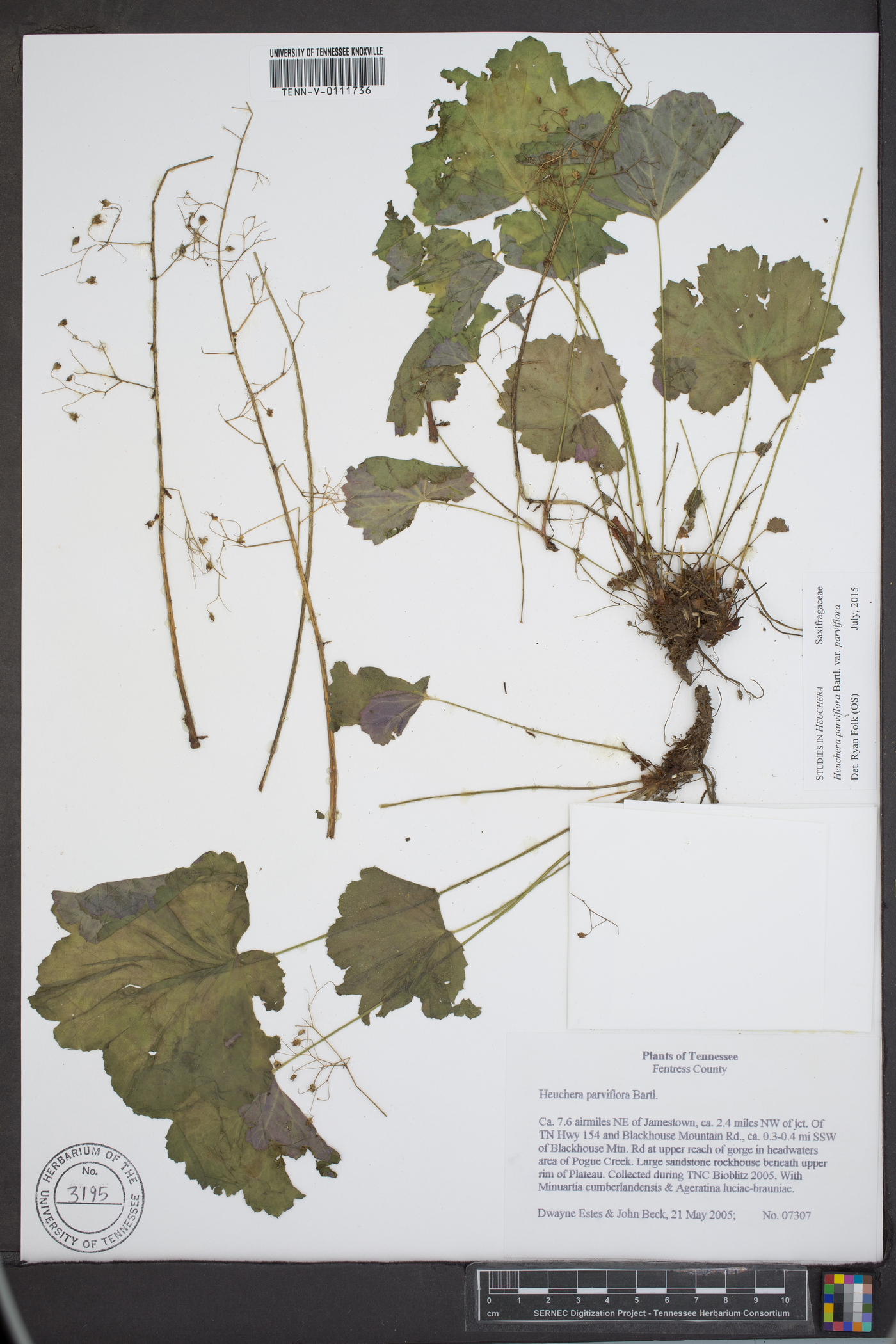 Heuchera parviflora image