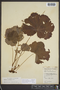 Heuchera parviflora var. parviflora image