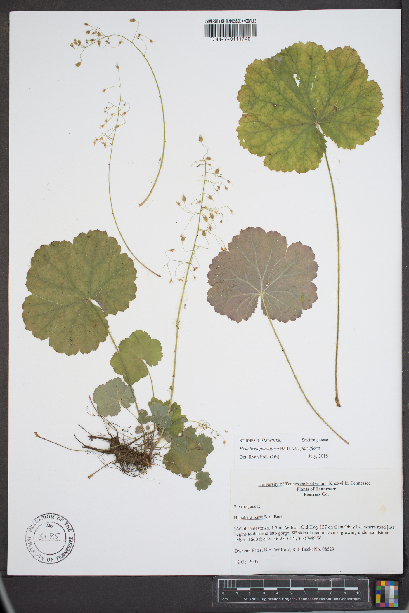 Heuchera parviflora image