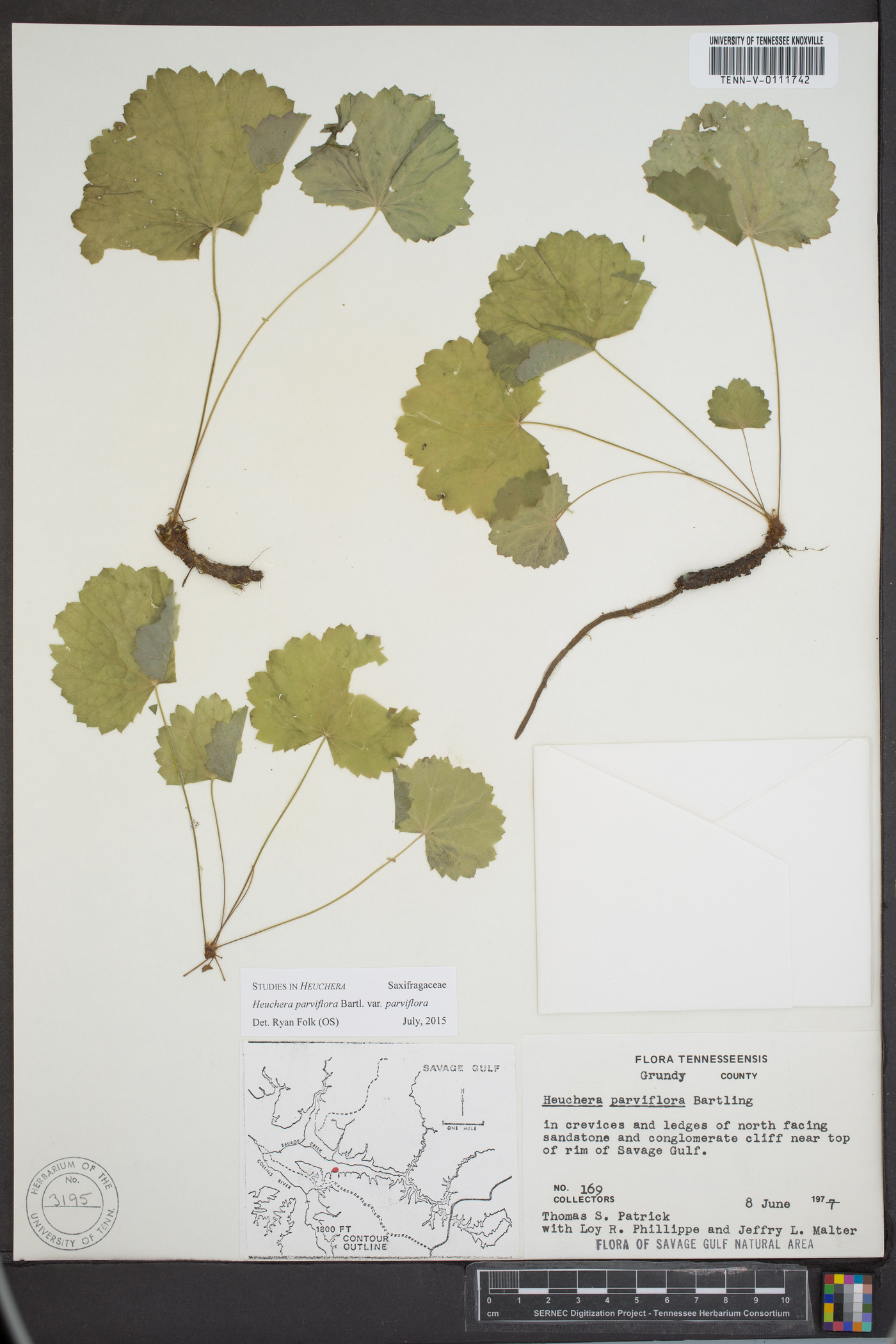 Heuchera parviflora image