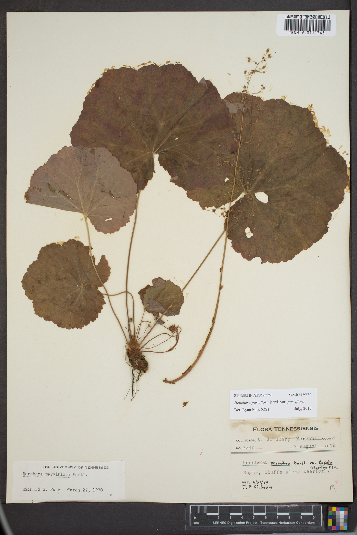 Heuchera parviflora image