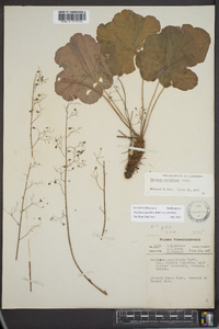 Heuchera parviflora image