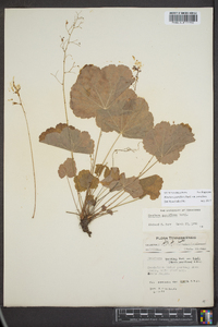 Heuchera parviflora image