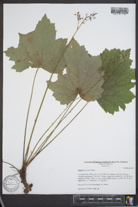 Heuchera villosa image