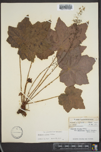 Heuchera villosa image