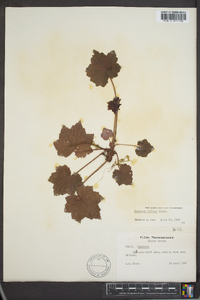 Heuchera villosa image