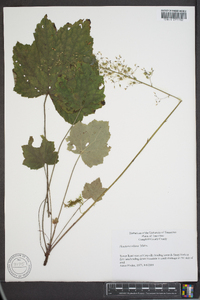 Heuchera villosa image