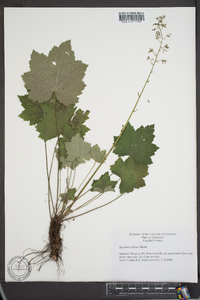 Heuchera villosa image