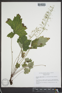 Heuchera villosa image