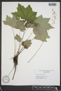 Heuchera villosa image