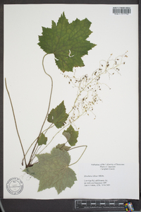 Heuchera villosa image