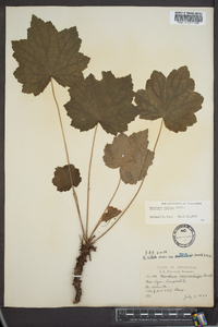 Heuchera villosa image