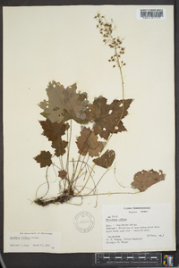 Heuchera villosa image