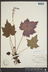 Heuchera villosa image