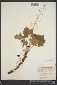 Heuchera villosa image