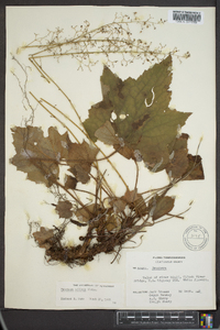 Heuchera villosa image