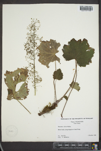 Heuchera villosa image