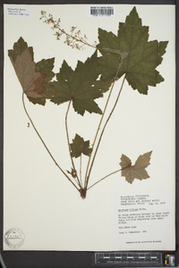 Heuchera villosa image