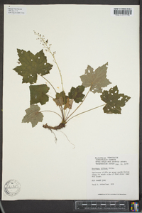 Heuchera villosa image