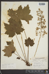 Heuchera villosa image