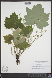 Heuchera villosa image