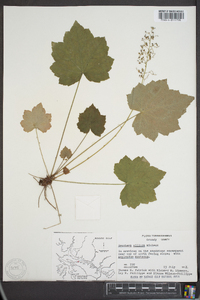 Heuchera villosa image