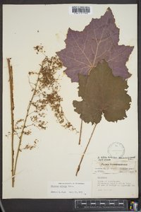 Heuchera villosa image