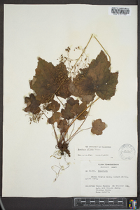 Heuchera villosa image