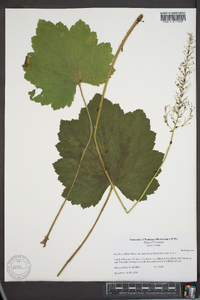 Heuchera villosa var. macrorhiza image