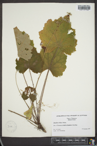 Heuchera villosa image