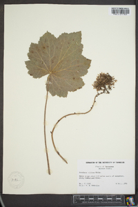 Heuchera villosa image