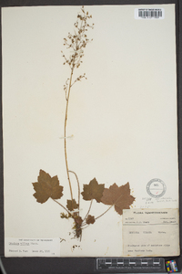 Heuchera villosa image