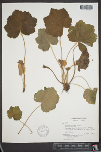 Heuchera villosa image