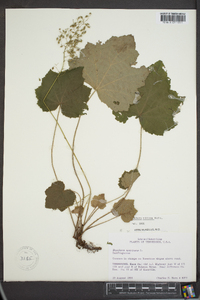 Heuchera villosa image