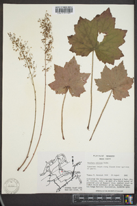 Heuchera villosa image