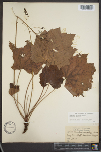 Heuchera villosa image