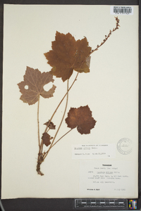 Heuchera villosa image