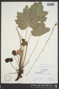 Heuchera villosa image