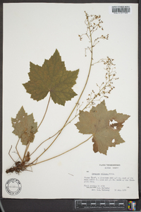 Heuchera villosa image