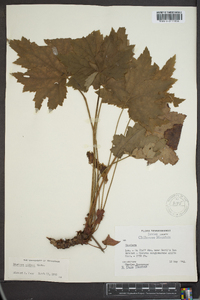 Heuchera villosa image