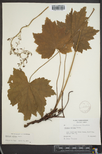 Heuchera villosa image