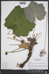 Heuchera villosa image