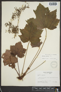 Heuchera villosa image