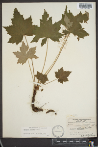 Heuchera villosa image