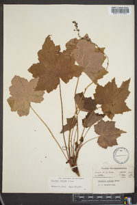 Heuchera villosa image