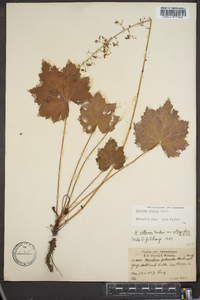 Heuchera villosa image