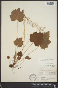 Heuchera villosa image