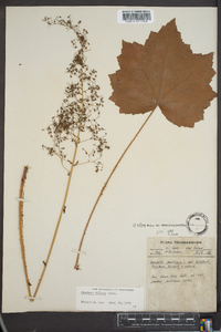 Heuchera villosa image