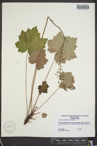 Heuchera villosa image