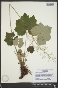 Heuchera villosa image